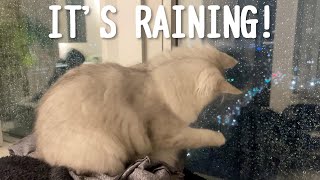 【It's raining!☔️】初めて大雨を見た子猫の反応がこちら！サイベリアン