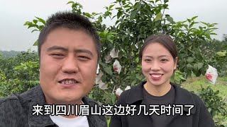 小夫妻第三年来四川，带货爱媛果冻橙，一个视频讲解清楚优缺点