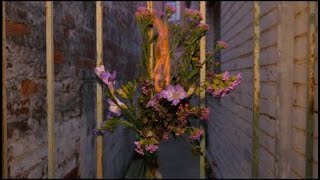 Violets (Official)