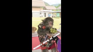 Monkey show🐵💝Kokoro🐵, who appeared in the movie Nobutora, is taking a break.　#shorts