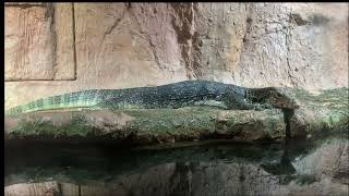 Water Monitor in Maruyama zoo,Japan