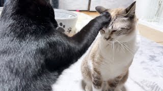 おやすみ前に弟猫にあることをされ激おこモードになった猫ちゃんはこちらです