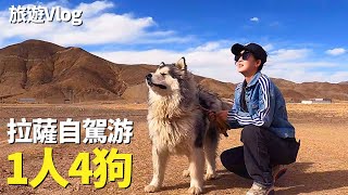 Take a dog to Lhasa, but was chased and beaten by a child? Make it hot!#leeduokiki#chinatour