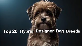 Top 20 Hybrid Designer Dog Breeds You Must Know About!
