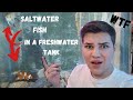 REACTING TO THE *MOST DISGUSTING* AQUARIUMS EVER  (Animal Abuse?!?)