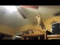 Cat and Ceiling Fan