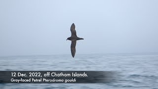 Gray-faced Petrel, Dec. 2022, off Chatham Is.