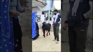 भैंस और पड़ा बिकाऊ है क्या #nikitameenavlogs #funny #comedy #video