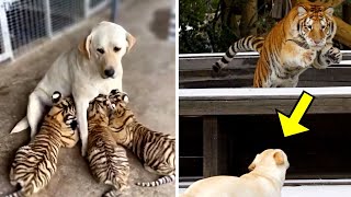 Dog Raises 3 Tiger Cubs, But Years Later, Something Unexpected Happened!