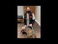 Back leg amputation in a dog. Watch to the end to see the injury & leg!