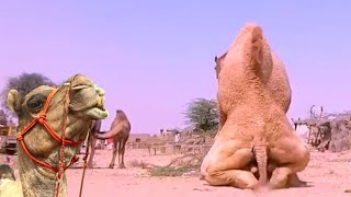 উট যখন ক্ষেপে যায় তখন আর ছাড়ে না। Amazing Facts About Camel.