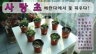 Oxalis/ Wild flower in an apartment / Flowers in house / Raising Oxalis in South Korea /