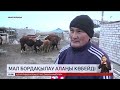 Абай облысында мал бордақылау алаңдары көбейді