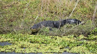 Alligator Hole ⚠️ Fishing in Florida