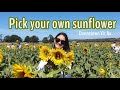 Pick your own Sunflower Australia | To do in Melbourne in summer