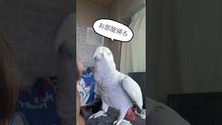 普通にお話ししてるけど、ちょっと会話になってるよね(笑) #おしゃべりインコ #ヨウム