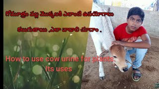 How To Use Cow Urine For Plants// Gomutram Mokkalaki Ela Vadali