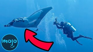 Top 10 Giant Living Sea Creatures On Earth