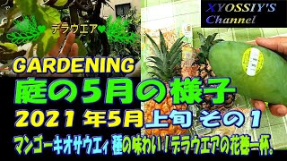 【XYOSSIYのライフチャンネル】2021年５月上旬の様子　その１　キオサウエィ種マンゴーの味わい、各ブドウの様子。デラウエアの花穂一杯！ネヘレスコールの巨大花穂、イチジクの実の肥大化　など。