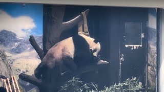 竹を持ちながら器用におやつ袋を漁るシャオくん🐼😁　8月8日 ueno zoo panda