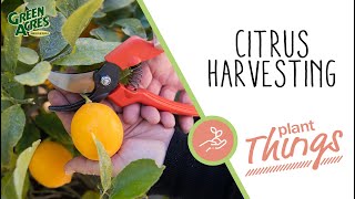 When and How to Harvest Your Citrus