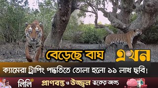 সুন্দরবনে পর্যটকদের জন্য নিয়ম করা হবে | Tiger Survey | Ekhon TV