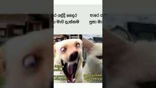 පාරේ යද්දි ගෙදර බල්ලයි, පූසයි දැක්කම#memes#comedy #funny