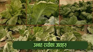 Varieties of Improved Broad Leaf Mustard | उन्नत रायोका जाहरू |