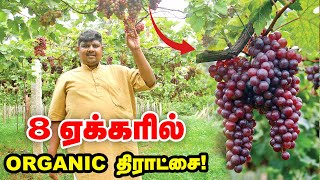 திராட்சை விவசாயம்... ஒரு ஏக்கருக்கு 4 டன் மகசூல் | Grapes Farming