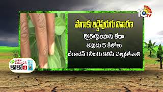 Prevention of Insects And Pests in Chilli Cultivation | మిరపలో పురుగులు, తెగుళ్ల నివారణ | 10TV Agri