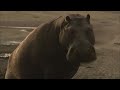 twenty years of drought the return of botswana s boteti river free documentary nature