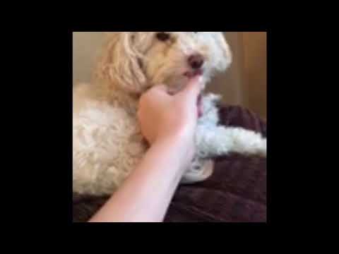 Can This Dog Stop Licking? Can This Dog Stop Licking?