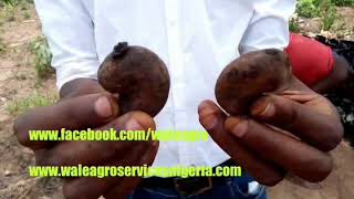 Grafted cashew seedlings in ogbomoso