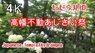 4K【高幡不動】2020 あじさいまつり 紫陽花【開運～縁起のいいことに蛇が登場します】takahatafudo japanese_temple hydrangea 東京都日野市