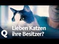 Katzen-Experiment: Lieben sie ihre Menschen? | Quarks