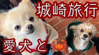 【ゆる動画】カニ！蟹！KANI！愛犬と城崎旅行行ってきました