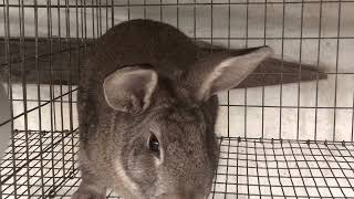 Using rabbit urine as a pest deterrent and fertilizer in the Garden!