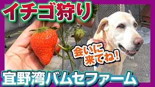 実は沖縄にもあった！？イチゴ狩りスポット！！【スポット紹介】