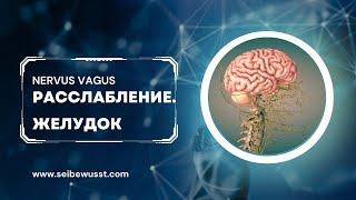 Секретное средство против компрессии блуждающего нерва. Желудок.