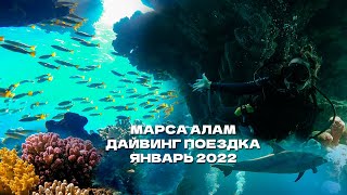 Путешествие в Марса Алам / Дайвинг в Египте / январь 2022