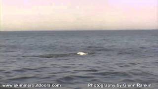 Tobay Whales Long Version