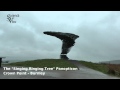 Panopticon - Singing Ringing Tree - Crown Point - Burnley