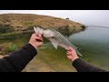 insane topwater bass fishing from shore at castaic lake