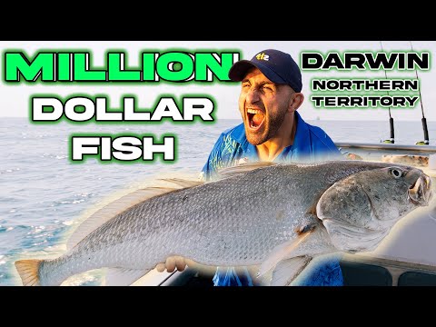 FIGHTING MONSTER FISH – Snapped Rods – Sharks Steal Fish – Alex Volkanovski Goes Fishing in Darwin