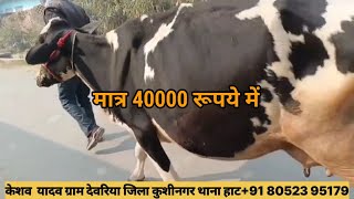 मात्र 40000 रूपये की गाय / 40000 rupee Cow for sale#cow #pashudhan #dairyfarm #farming #farming