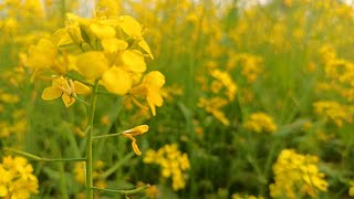 সরিষা ক্ষেত - Mustard Flower | একটি অন্যরকম হলুদের গল্প | ঢাকায় সরষে ক্ষেত