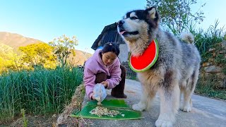 带着大王和来福去吃村里一年一度的年猪饭，大王被没见过的小朋友们吓跑了！｜阿盆姐家的日常