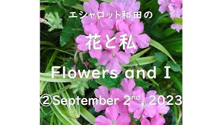 花と私　Flowers and I ②September 2nd, 2023  #flowers #naturephotography