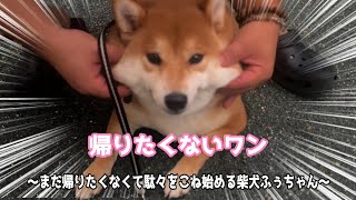 【柴犬】ふぅちゃんのお散歩から帰りたくない時の最近のルーティン