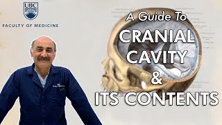 A Guide to Cranial Cavity and Its Contents